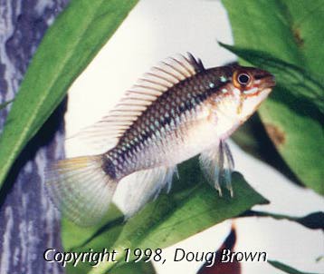 Apistogramma resticulosa