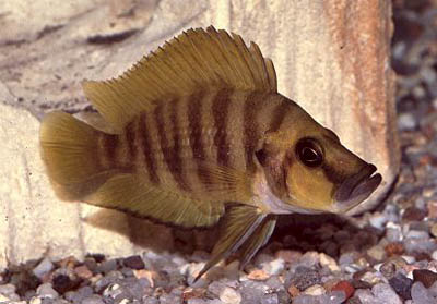 http://www.israquarium.co.il/FishPhoto/Altolamprologus%20compressiceps.jpg