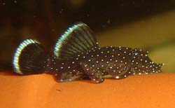 Ancistrus dolichopterus