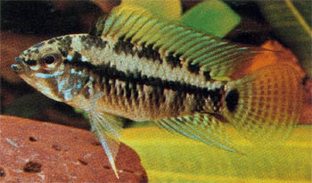 Apistogramma%20caetei.jpg