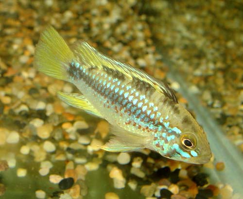 Apistogramma_Algodon_male.jpg