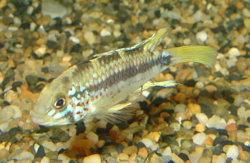 Apistogramma_Algodon_male1.jpg