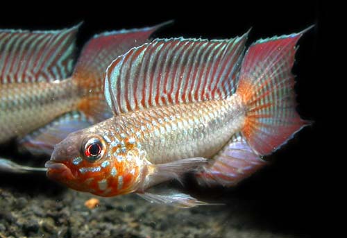 Apistogramma sp. Blutkehl