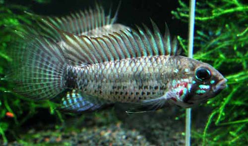 Apistogramma sp. Breitbinden