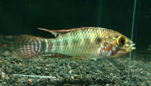 Apistogramma sp. Gelbwangen