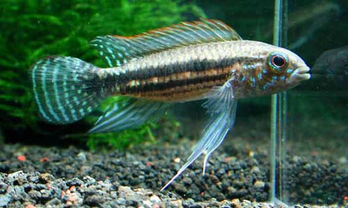 Apistogramma sp. Miua