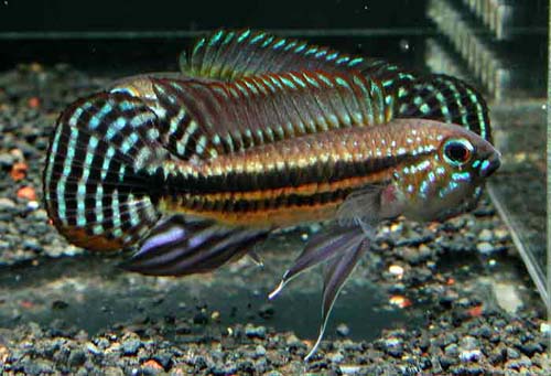 Apistogramma sp. Miua Red Tail