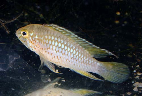 Apistogramma sp papagei