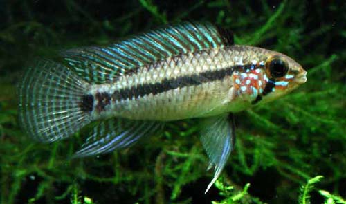 Apistogramma sp. Parati