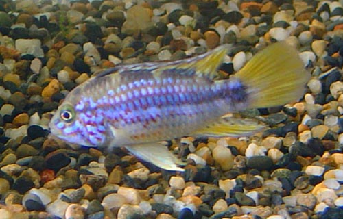 Apistogramma sp pebas