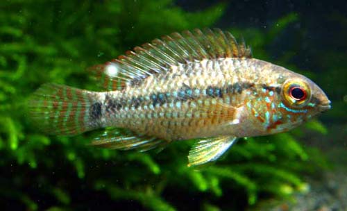 Apistogramma sp. Peixoto
