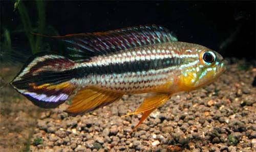 Apistogramma sp. Tefe
