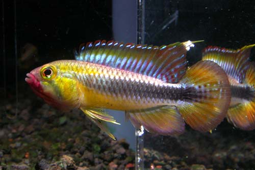 Apistogramma sp. Abacaxis