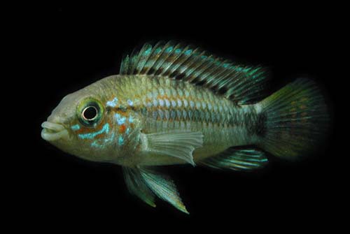 Apistogramma sp. Algodon II