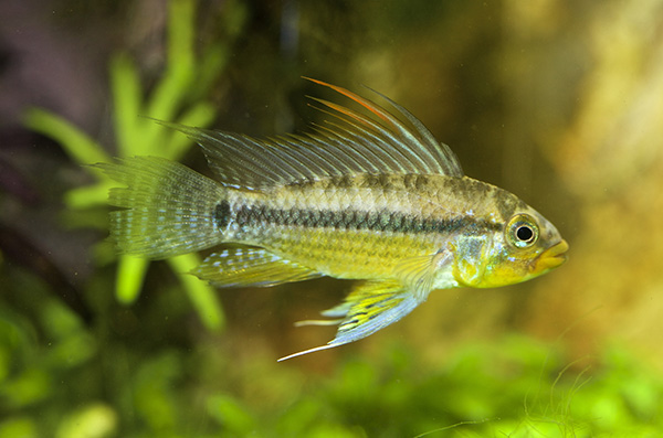 Apistogramma allpahuayo