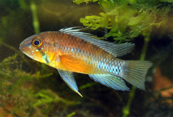 Apistogramma atahualpa