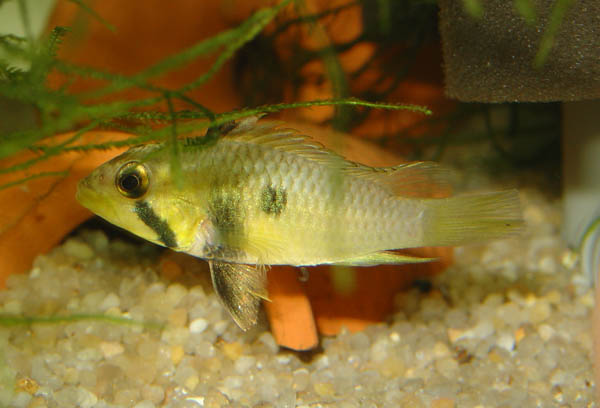 Apistogramma barlowi