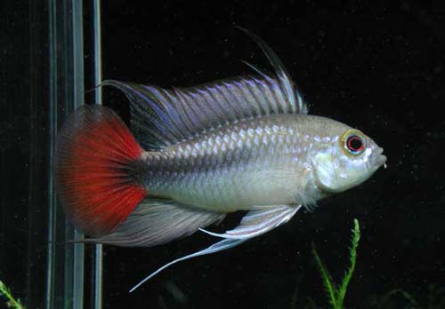 Apistogramma_erythrura.jpg