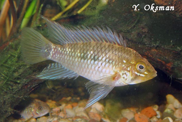 Apistogramma_eunotos.jpg