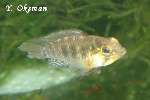 Apistogramma_eunotos2.jpg