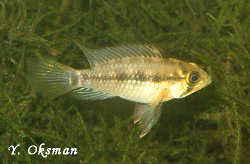 Apistogramma_eunotus1.jpg