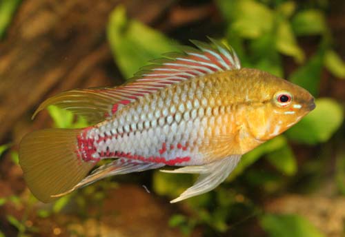 Apistogramma hongsloi