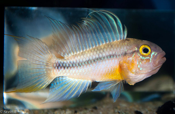 Apistogramma huascar