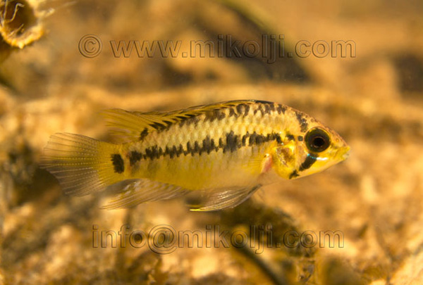 Apistogramma nororientalis