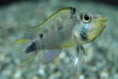 Apistogramma pantalone