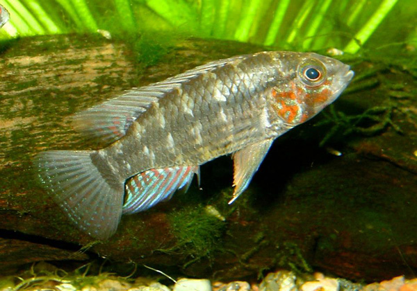 Apistogramma paulmuelleri