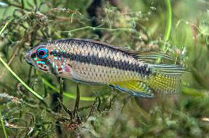 Apistogramma piaroa