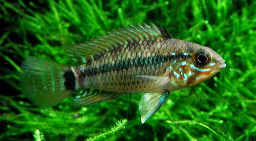 Apistogramma regani