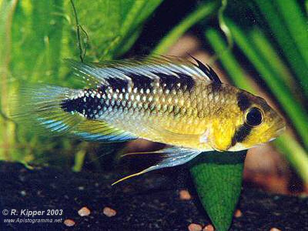 Apistogramma rositae