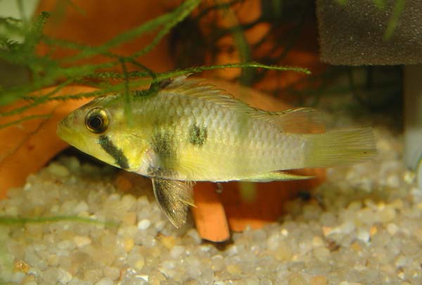 Apistogramma_sp_Maulbruter_fem.jpg