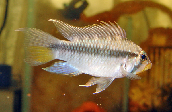 Apistogramma_sp_Maulbruter_male.jpg