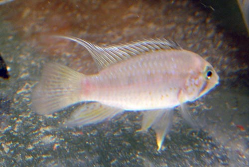 Apistogramma_sp_Melgar1.jpg