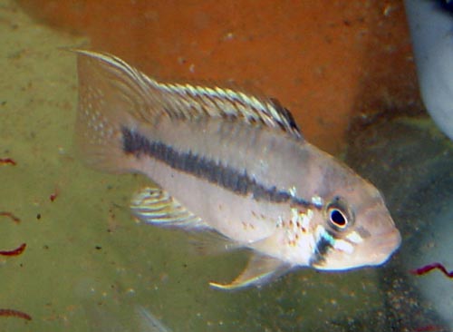 Apistogramma_sp_Melgar3.jpg