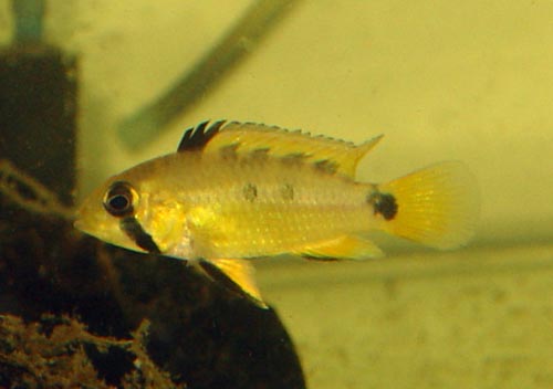 Apistogramma_sp_Melgar_fem.jpg