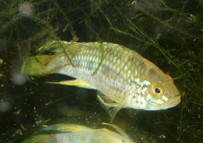 Apistogramma_sp_Melgar_male.jpg