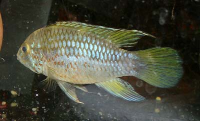 Apistogramma_sp_Melgar_male1.jpg