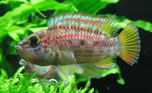 Apistogramma sp. Nanay