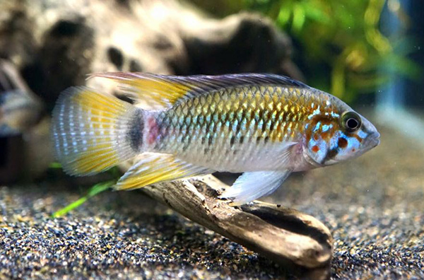 Apistogramma sp. winkelfleck