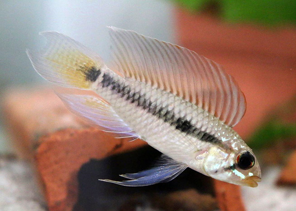 Apistogramma sp. Cleaner/Putzer