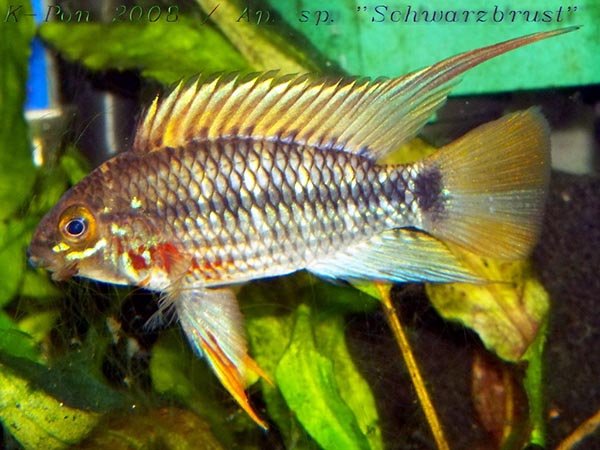 Apistogramma cinilabra