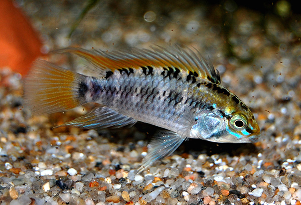 Apistogramma sp. Schwarzkehl/Black-throat