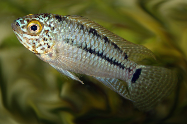 Apistogramma sp. Steel Blue