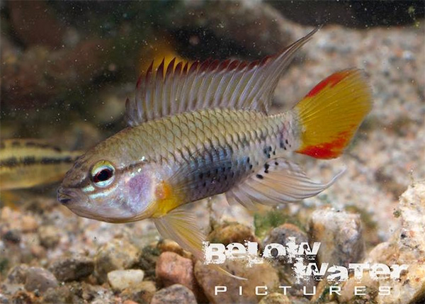 Apistogramma viejita