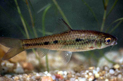 Barbus trimaculatus