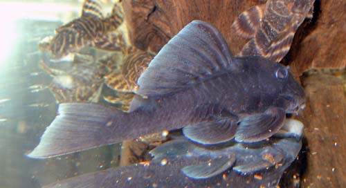 Baryancistrus beggini