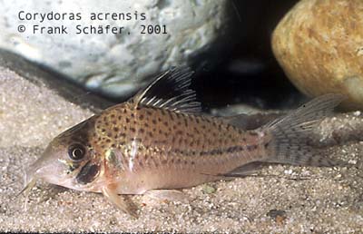 Corydoras%20acrensis.jpg